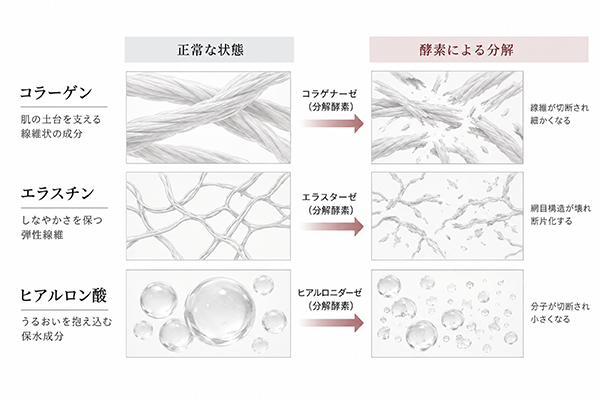 肌のハリや弾力を支えているエラスチンやヒアルロン酸