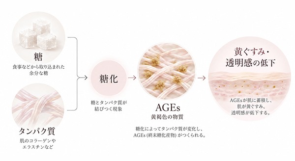 肌の糖化によって生じるAGEs(最終糖化産物)