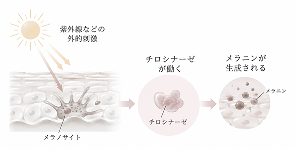 メラニン生成の仕組み