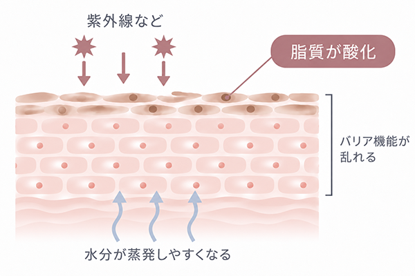 脂質が酸化