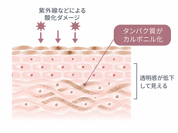 タンパク質のカルボニル化